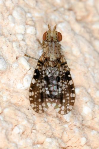 Trypetoptera punctulata